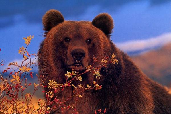 Учёные совершили прорыв в медицине благодаря медведям