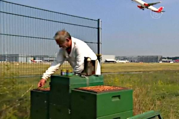 Десятки тысяч пчел живут в аэропорту Гамбурга