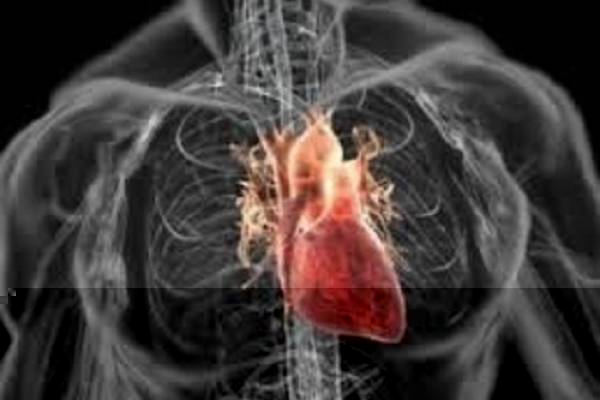 Разработан уникальный способ регенерации сердца после инфаркта