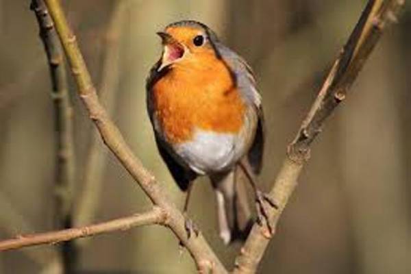 Ученые объяснили способность птиц предчувствовать природные катаклизмы