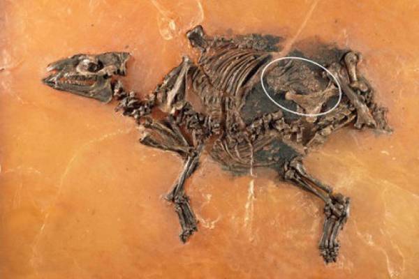 Найдена беременная лошадь, которой 47 миллионов лет