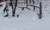 В Сети появилось видео с пьяной белкой
