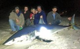 Американскому рыбаку удалось поймать 270-килограммовую акулу