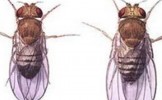 Ученые рассказали, что влияет на внешний вид