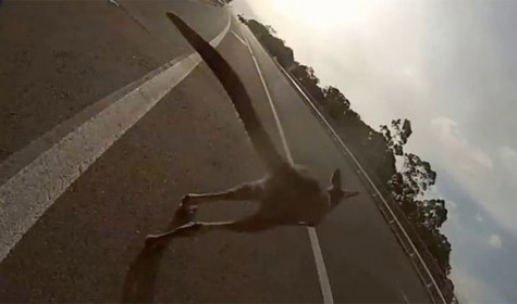 В Австралии кенгуру на дороге сбил велосипедистку