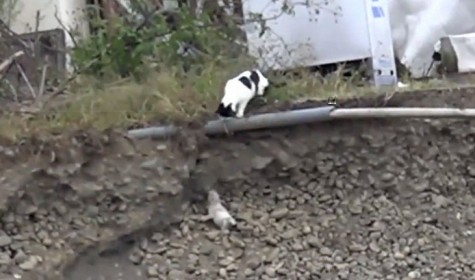 В Интернете набирает популярность видео, на котором кошка спасает котенка
