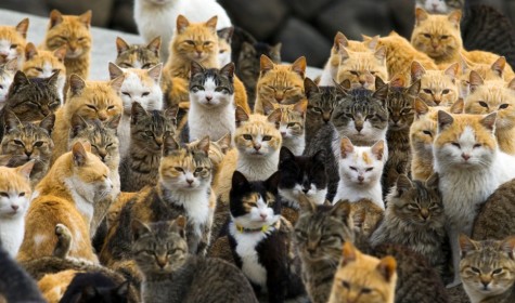 На японском острове котов больше чем людей