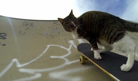 В Сети появилось новое видео с кошкой-скейтбордисткой