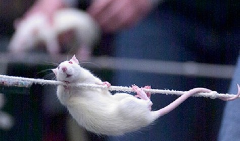 Ученым удалось вылечить крысиный алкоголизм