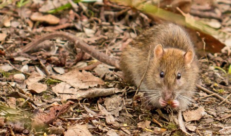 Выяснилось, что крысы могут отвечать на добро добром