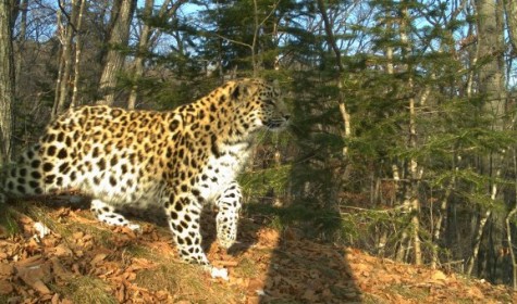Семи дальневосточным леопардам дали имена их хранители