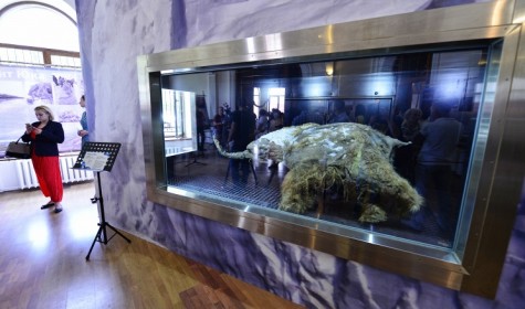 Ученые расследуют смерть мамонтенка Юка, найденного в Якутии