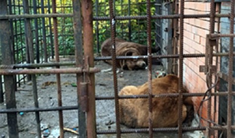 Медведей-алкоголиков из Сочи отправят на реабилитацию в Румынию