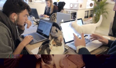 Разработчики кошачьих лотков заселили офис кошками