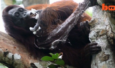 Орангутанг, моющийся мылом, стал звездой интернета