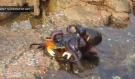 Видео схватки осьминога и краба набирает популярность в Сети