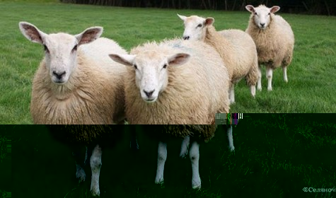 В Ланкашире полиция заставляет владельцев маркировать своих овец