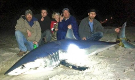 Американскому рыбаку удалось поймать 270-килограммовую акулу