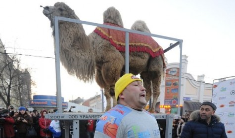 Челябинский спортсмен поднял на плечах 700-килограммового верблюда