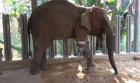 В Таиланде слону пятый раз сменили протез ноги
