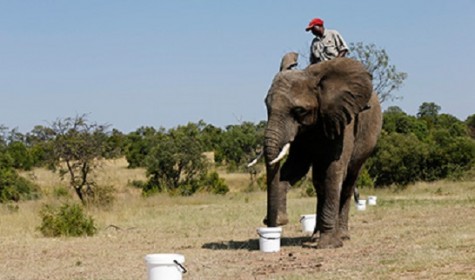В ЮАР начали обучать слонов искать взрывчатку