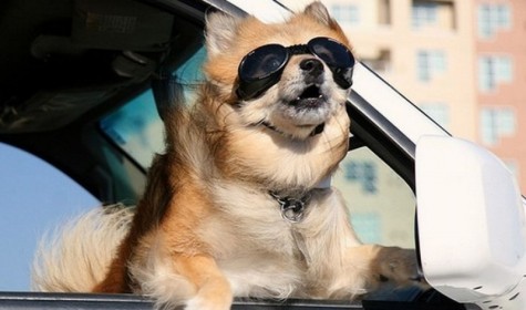 Девушка-водитель оштрафована за непристегнутую собаку