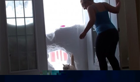 Видеоролик с прорвавшимся сквозь снежную стену голодным котом стал хитом в Сети