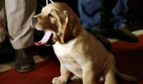 Лабрадор-ретривер вновь стал самой популярной породой собак в США