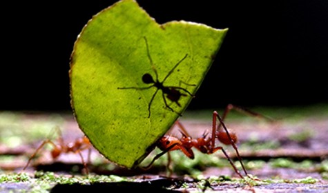 Ученые из Германии нашли муравьиные туалеты