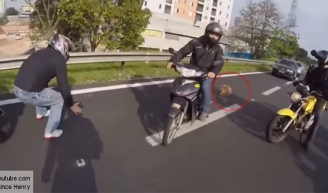 Бразильские байкеры перегородили дорогу, чтобы спасти собаку
