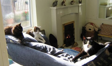 В Британии открыли дом для престарелых котов