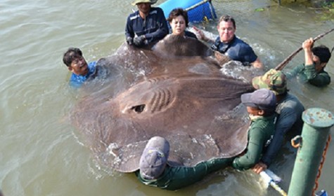 В Таиланде удалось поймать на удочку крупнейшую пресноводную рыбу в мире
