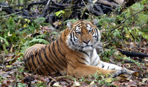 Молодой тигр похитил фотоловушку в нацпарке в Приморье