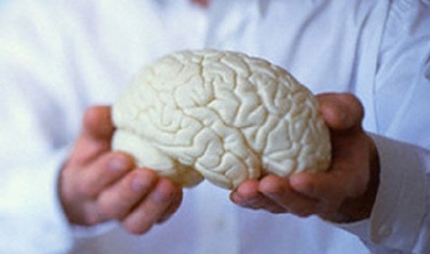 Медики выяснили, что по размеру головного мозга можно определить род заболевания