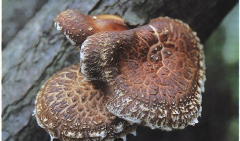 Один из видов грибов способен уничтожать вирус ВПЧ