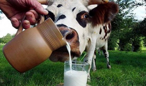 Коровье молоко помогает при развитии дефицита витамина D