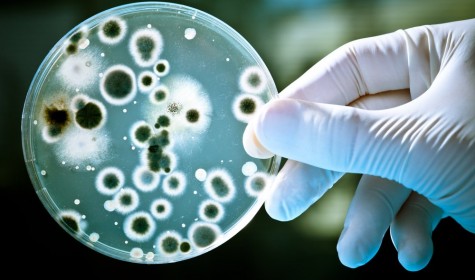 Ученые утверждают, что бактерии управляют человеком