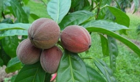 Назван фрукт, который может помочь в лечении рака
