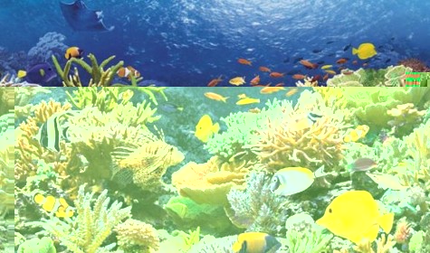 ВИЧ будут лечить белками из коралловых рифов
