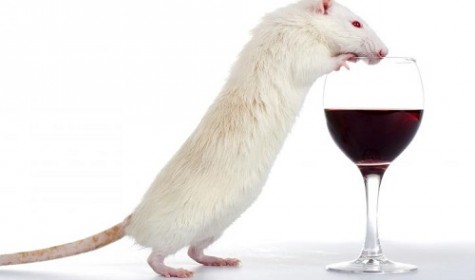 Ученым удалось вылечить крысиный алкоголизм