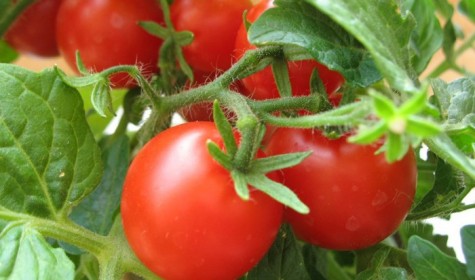 Выяснилось, какую пользу для здоровья приносит помидор