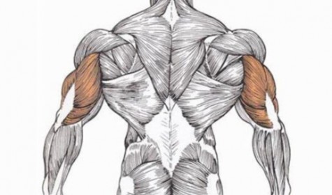 Перечислены самый интересные факты о мышцах