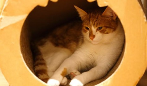 Ученые из Нидерландов объяснили любовь кошек к коробкам