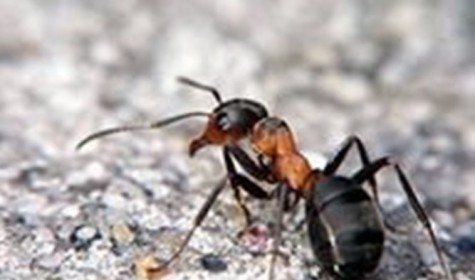Ученые Лозаннского университета выяснили, как влияет одиночество на муравьев