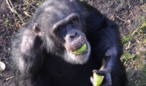 У шимпанзе обнаружены новые способности