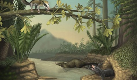 Ученые нашли древнейшие землеройные и лазающие по деревьям млекопитающие