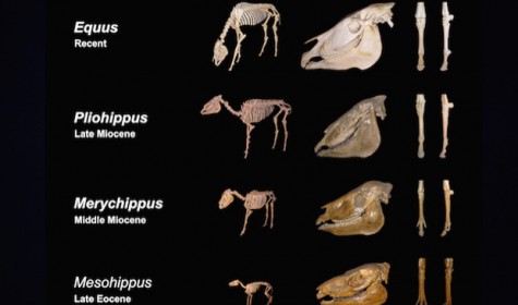 Доказано увеличение размеров животных по ходу эволюции