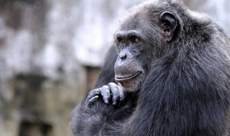 Ученые объяснили, как определено отличие человека от обезьяны