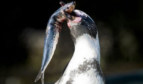 Эксперты объяснили потерю пингвинами способности ощущать вкус рыбы
