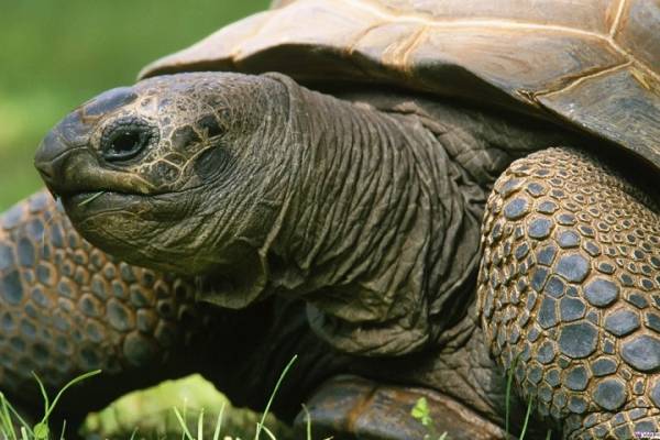 Во Флориде образовалась пробка из-за 45-килограммовой черепахи